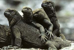 Evolution: The next 200 years