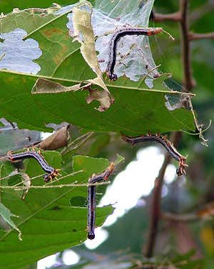 New Scientist. Science news and long reads from expert journalists, covering developments in science, technology, health and the environment on the website and the magazine.