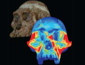 Early humans evolved to crack a nutty problem