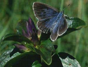 Adult butterfly resting on the food plant of its caterpillars (Courtesy of Jeremy Thomas)