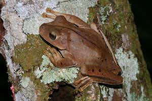 Tree frogs help flag up biological hotspots