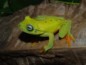 Hypsilboas albomarginatus, from Floresta Nacional de Goytacazes, Brazil (Image courtesy of Ana Carnaval)