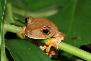 Using historical climate records and three species of tree frogs, researchers have developed a method of predicting biodiversity hotspots. This is Hypsilboas semilineatus (Image courtesy of Ana Carnaval)