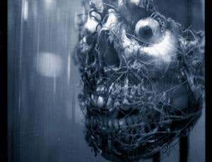 Anatomy gallery: Cabinet of curiosities