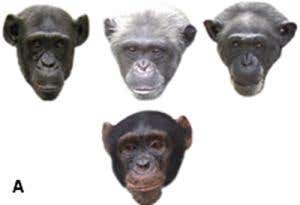 Who's the daddy? Ape faces reveal family ties
