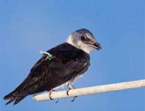 A female purple martin with geolocator device. Twenty purple martins, members of the swallow family, wore them while migrating from Pennsylvania to South America and back. The birds made the trip three times faster than expected 