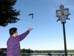 With hopes of recapturing the bird next year, biology professor Bridget Stutchbury of York University, Toronto, releases a purple martin outfitted with a tiny geolocator for its round-trip migration. Two purple martins and five wood thrushes returned to their starting place in Pennsylvania, allowing scientists to reconstruct their routes 