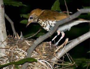 A male wood thrush feeds its young while wearing a miniaturized geolocator backpack. Fourteen wood thrushes wore the devices for the long trip to the tropics and back 