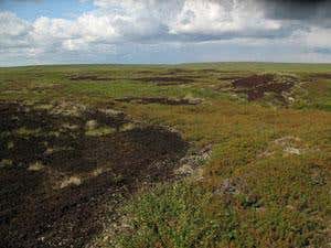 Peat plateau landscape with peat circles (Photo courtesy Maija Repo)