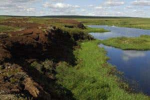 Thermokarst lake edge showing the thick frozen peat deposits of the studied peat plateau (Photo courtesy Tarmo Virtanen)