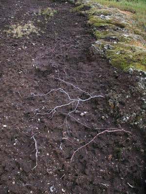 Recent cryoturbation has exposed plant roots on the edge of a peat plateau (Photo courtesy Maija Repo)