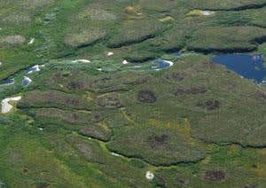 Tundra landscape in Komi Republic with vegetation-free peat circles visible as the dark brown areas (Photo courtesy Tarmo Virtanen)