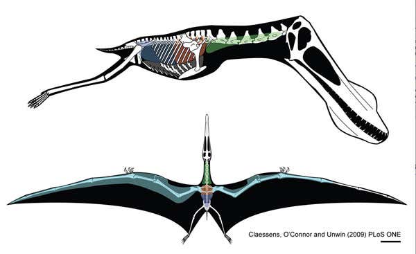 The air sacs bring an added bonus in that they reduce the weight of the bones 