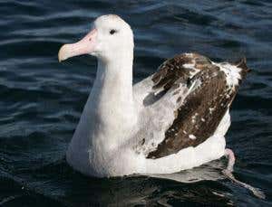 New Scientist. Science news and long reads from expert journalists, covering developments in science, technology, health and the environment on the website and the magazine.