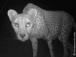 First pictures of endangered Saharan cheetah