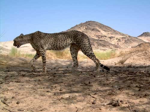 These cats are known to be critically endangered