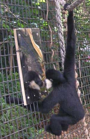 The gibbons sometimes tried to reach around the mirror to get at the ape on the other side 