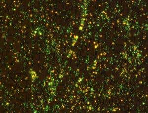 Stem cell 'fabrics' promise universal tissue