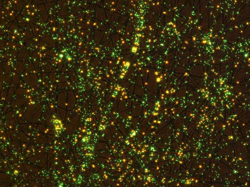 New Scientist. Science news and long reads from expert journalists, covering developments in science, technology, health and the environment on the website and the magazine.