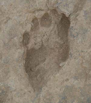Fossil footprints reveal our modern walk in the making