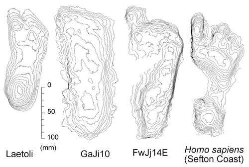 Contour maps of 4 different footprints. On the left is a print made by Australopithicus. The two middle prints are Homo erectus, while the right print was made by Homo sapiens 