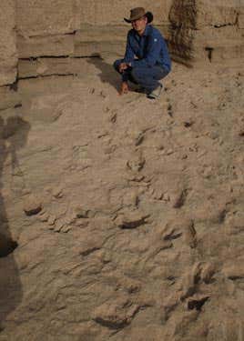 Researcher Matthew Bennett at the fossil footprint trail 