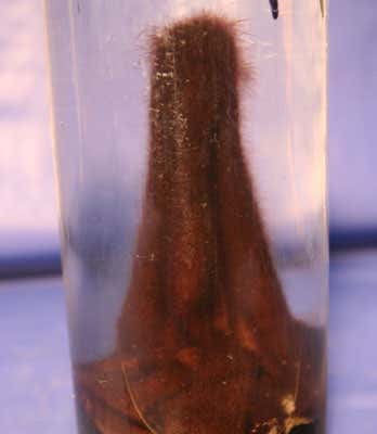 A 'finger' of velvety purple microbes was collected from the Middle Island Sinkhole