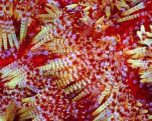 New Scientist. Science news and long reads from expert journalists, covering developments in science, technology, health and the environment on the website and the magazine.