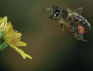 Honeybees under attack on all fronts