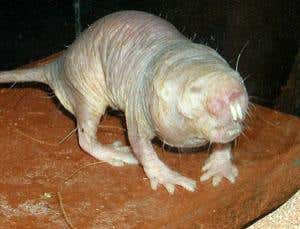 New Scientist. Science news and long reads from expert journalists, covering developments in science, technology, health and the environment on the website and the magazine.