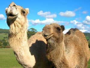 How camels could explain quantum uncertainty