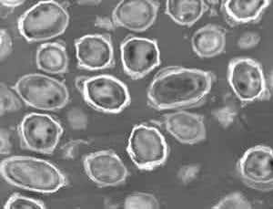 Revealed: Scientific evidence for the 2001 anthrax attacks