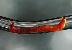 Gutsy bloodworms pump out laughing gas