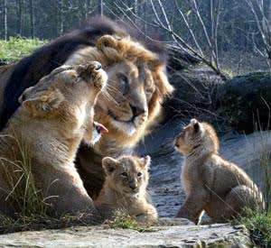 Inbreeding sabotages rare species' sperm