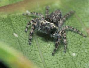 Lazy spider steals from the mouths of ants