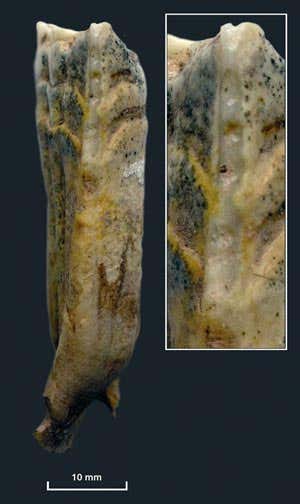 New Scientist. Science news and long reads from expert journalists, covering developments in science, technology, health and the environment on the website and the magazine.