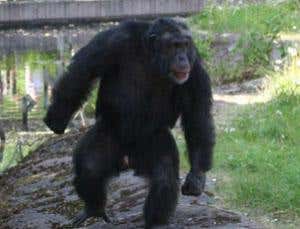 Missile-throwing chimp plots attacks on tourists