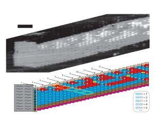 DNA origami comes to life