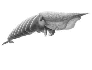 Jigsaw complete for ancient predator