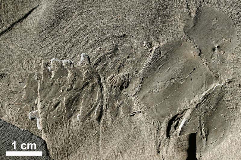 This dorsal view of a Hurdia fossil unearthed more recently helped researchers unite the various bits and pieces of the marine predator