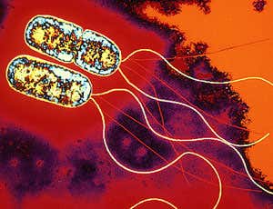 New Scientist. Science news and long reads from expert journalists, covering developments in science, technology, health and the environment on the website and the magazine.