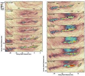 Fish mega-shoals could be world's biggest animal group