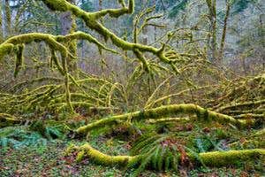 New Scientist. Science news and long reads from expert journalists, covering developments in science, technology, health and the environment on the website and the magazine.