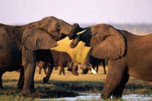 'Flawed' Red List putting species at risk