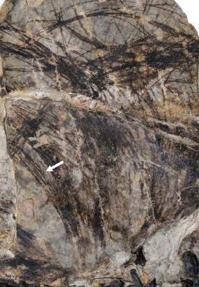 The fossil, named Tianyulong confuciusi, has revealed feather-like filaments (indicated)
