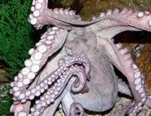 Robot octopus will go where no sub has gone before