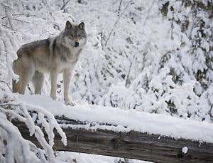 Megaconservation: Saving wildernesses on a giant scale