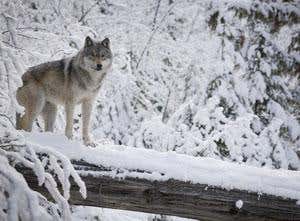 Wolves have been found to roam much further afield than thought