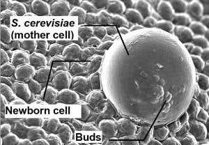 The yeast grow by budding new cells (indicated)