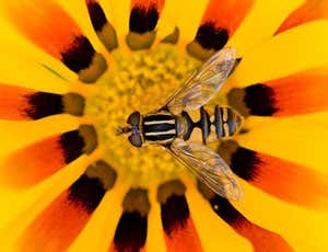Gallery: International Garden Photographer of the Year